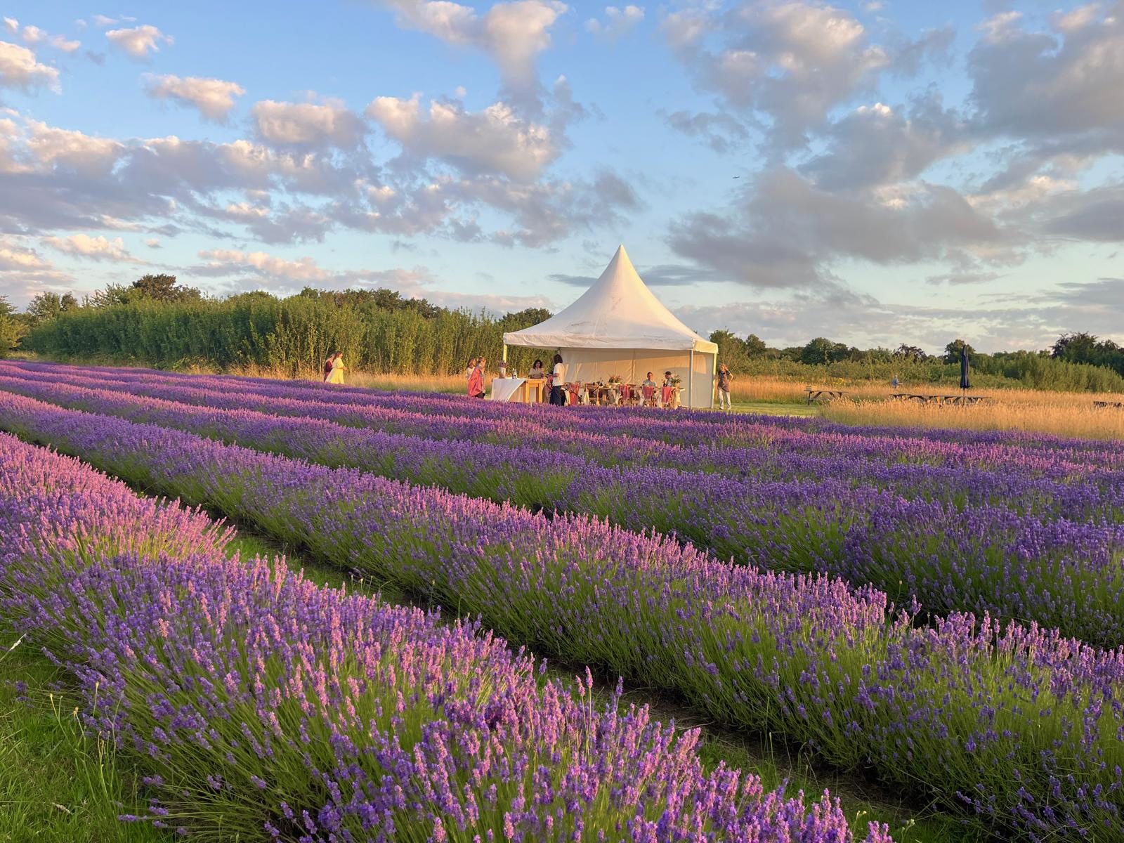 Day Trip to Mayfield Lavender Farm & Hastings Beach - July 2026
